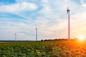 windmills in a sunflower field at sunset