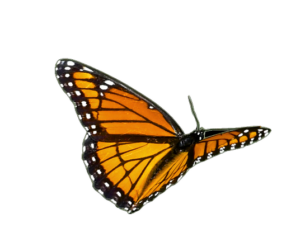 butterfly-right