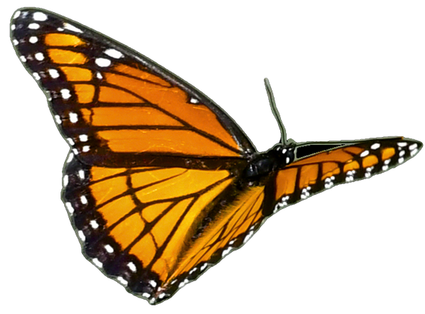 Rectangle 24